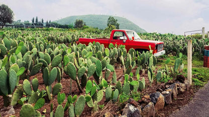 Mexico mi Amor: Eine kulinarische Reise Callwey
