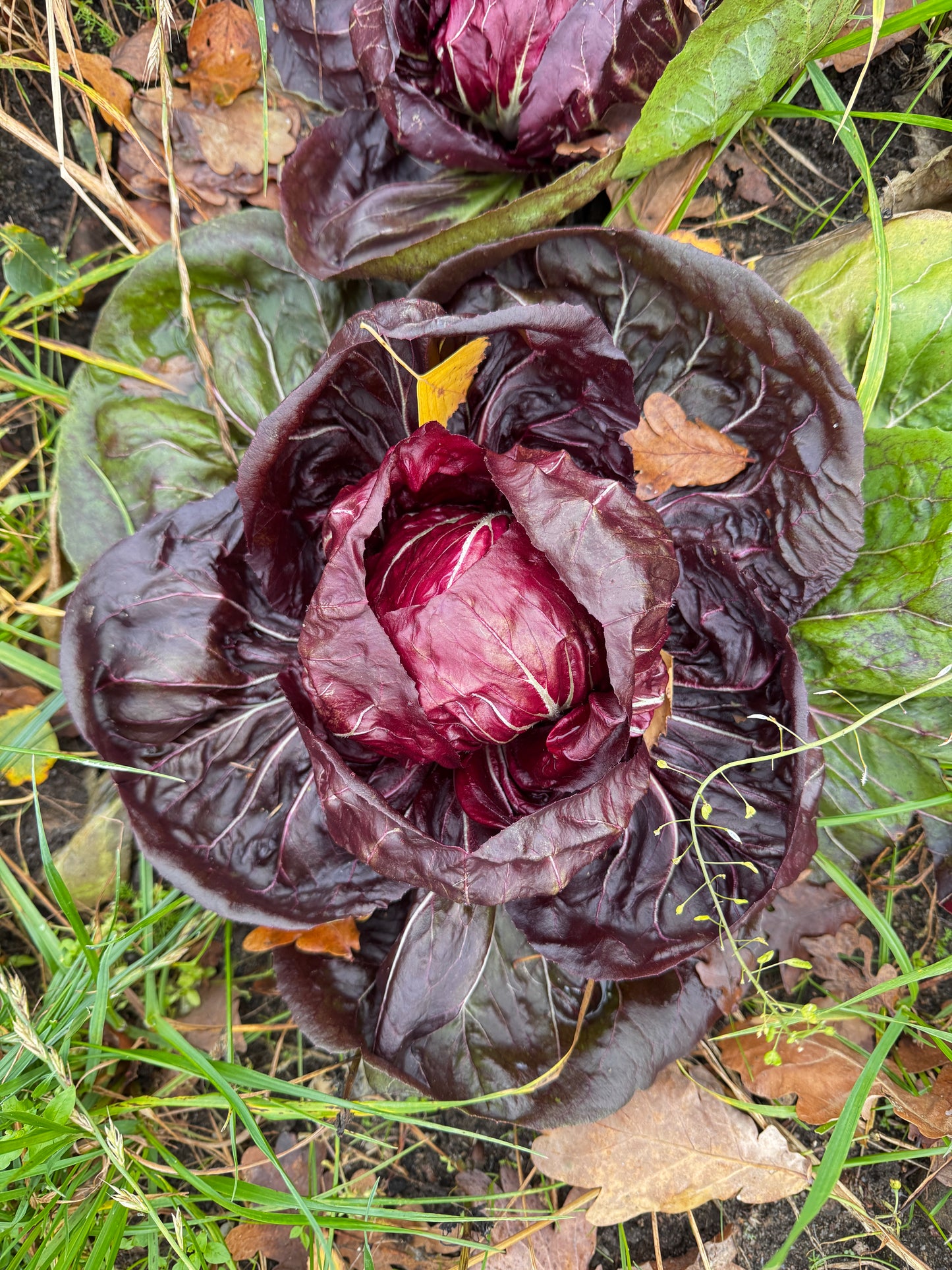 DNA – kann man nicht leugnen 21. März 2026 um 18.30 Uhr